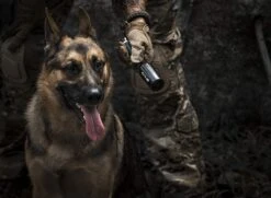 Optical Dynamics OD40 720 Lumen -Trangia Shop 81i9t8LBTLL AC SL1500